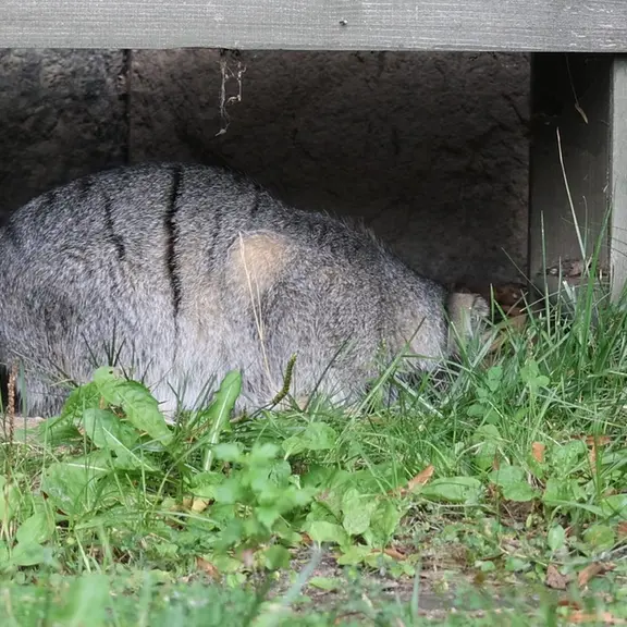 A photograph of a Pallas's cat in Moscow zoo