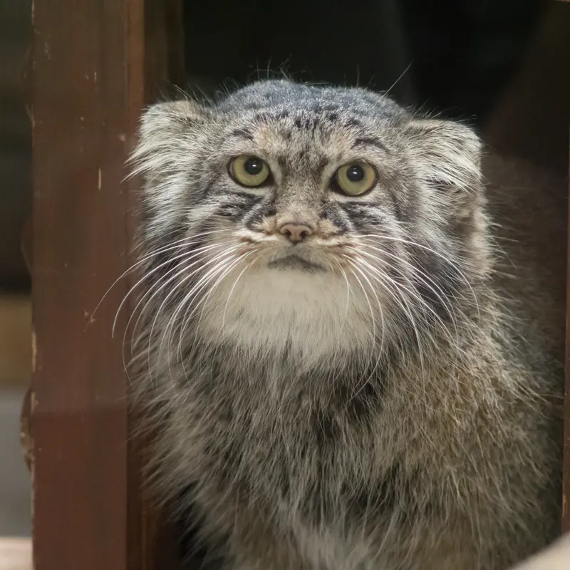 A photograph of Shafran in Ueno Zoological Gardens