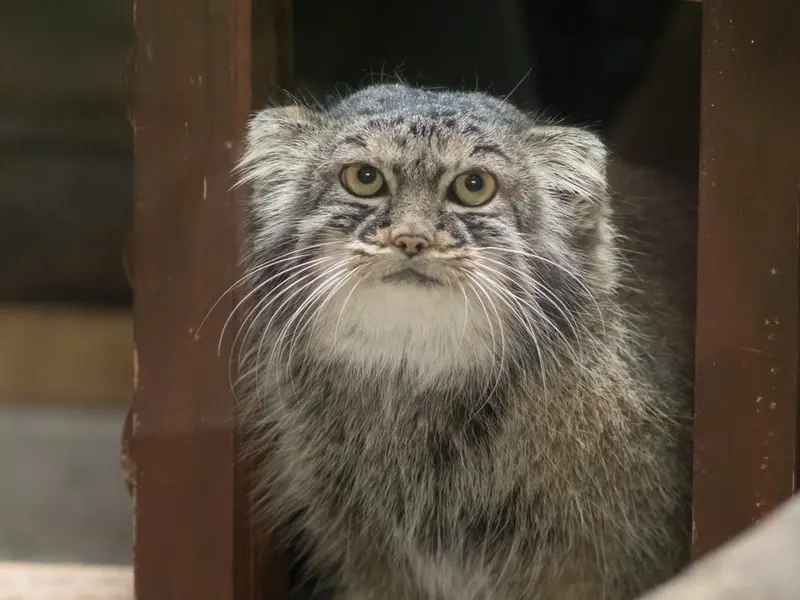 A photograph of Shafran in Ueno Zoological Gardens