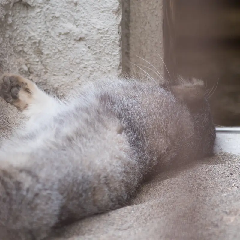 A photograph of Figa in Nogeyama Zoo