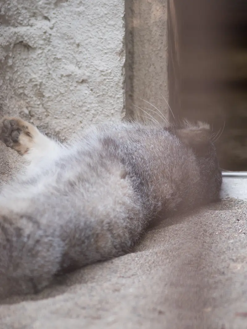 A photograph of Figa in Nogeyama Zoo