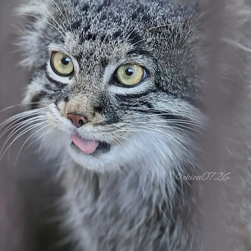 A photograph of Figa in Nogeyama Zoo