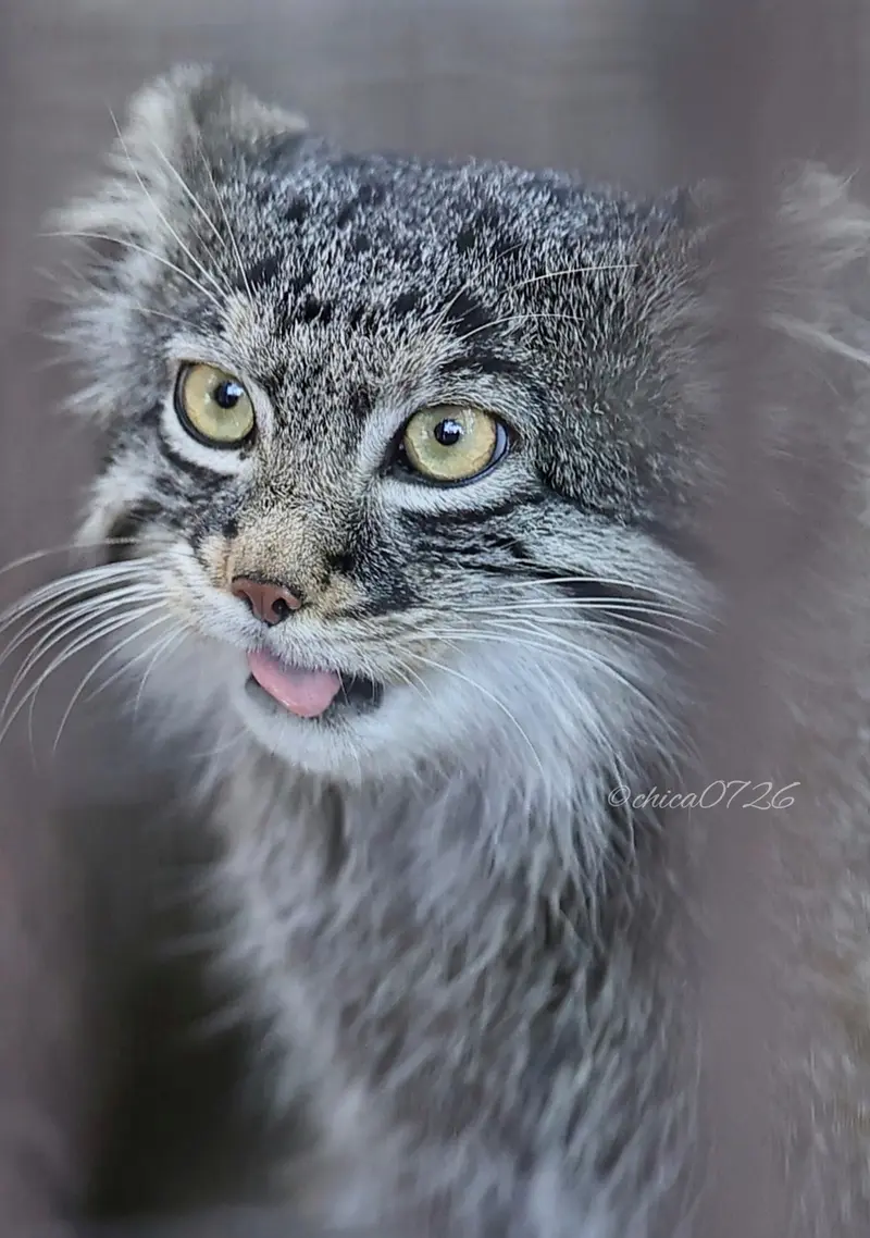 A photograph of Figa in Nogeyama Zoo