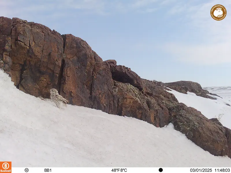A photograph of Little Owl from Aktas-Kunkora camera trap