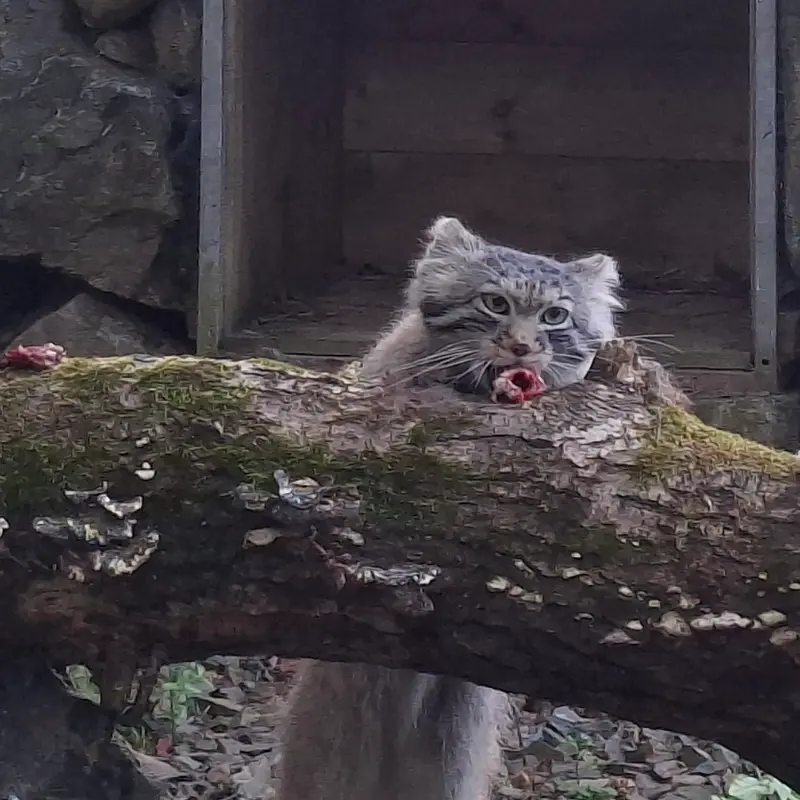 A photograph of Altai in Tregomeur Zoo