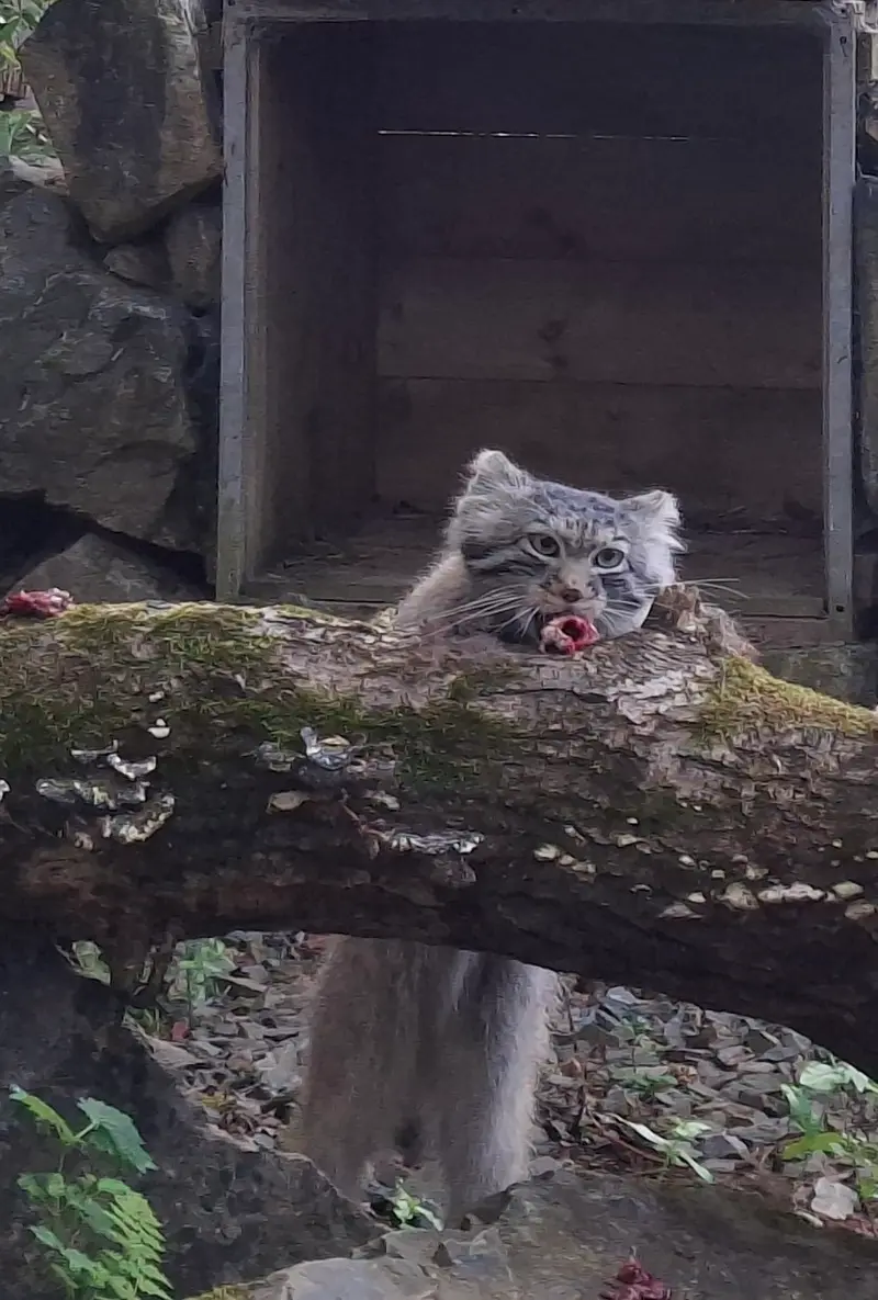A photograph of Altai in Tregomeur Zoo