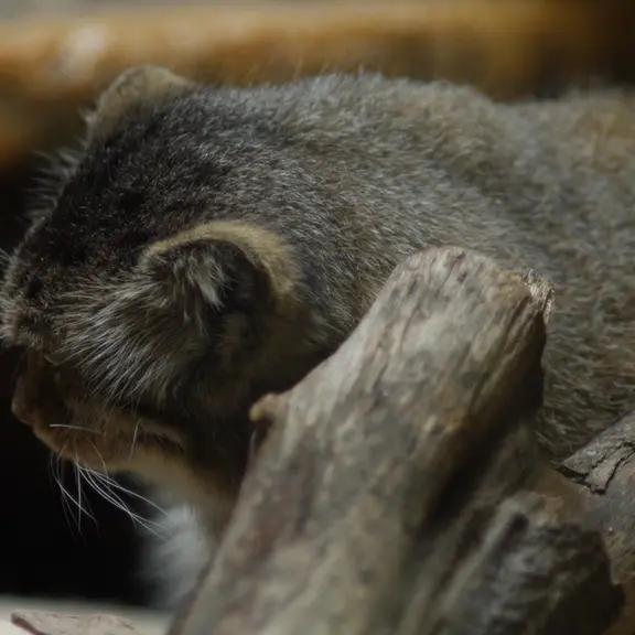 A photograph of a Pallas's cat in Ueno Zoological Gardens