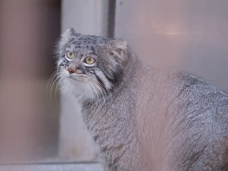 A photograph of Figa in Nogeyama Zoo
