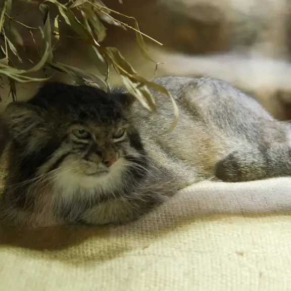 A photograph of a Pallas's cat in Ueno Zoological Gardens