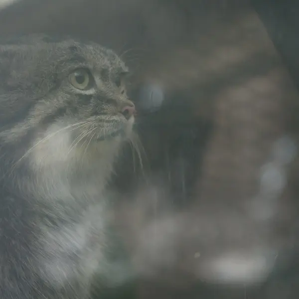 A photograph of Nar in Kobe Animal Kingdom