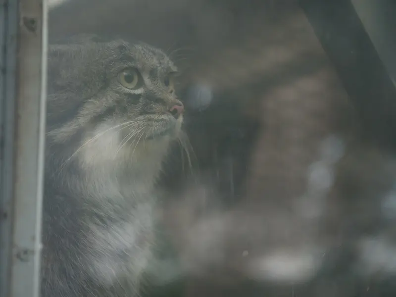 A photograph of Nar in Kobe Animal Kingdom