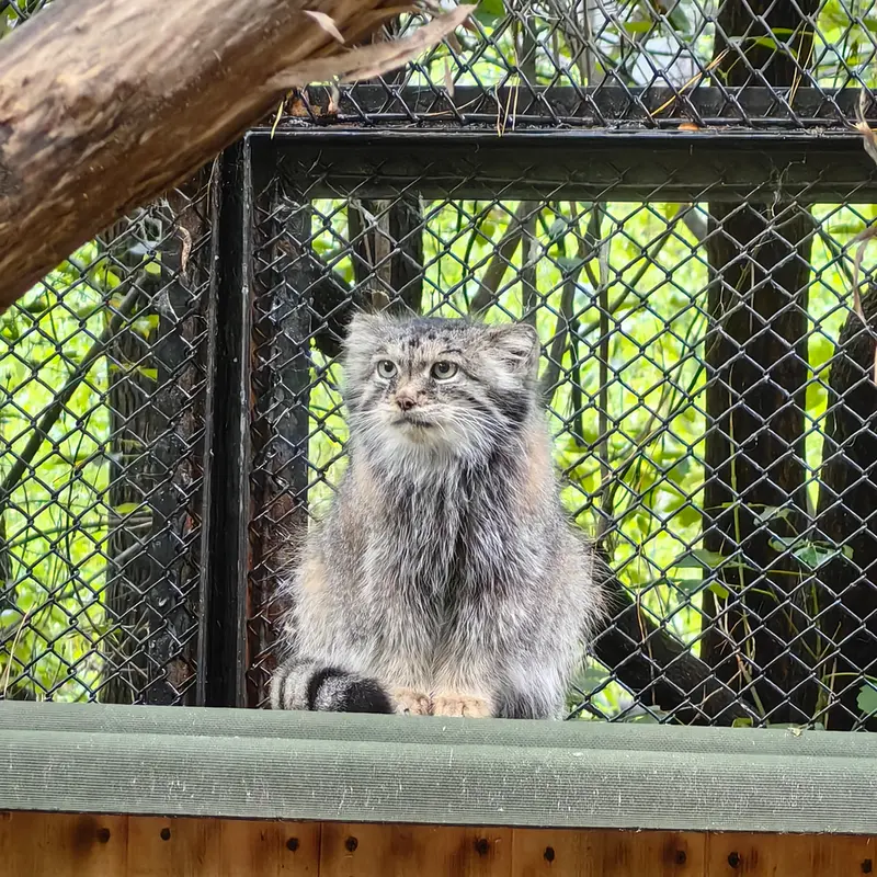 A photograph of Lastochka in Novosibirsk Zoo