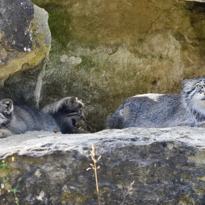 A photograph of Namuu in Port Lympne Wild Animal Park