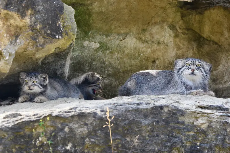 A photograph of Namuu in Port Lympne Wild Animal Park