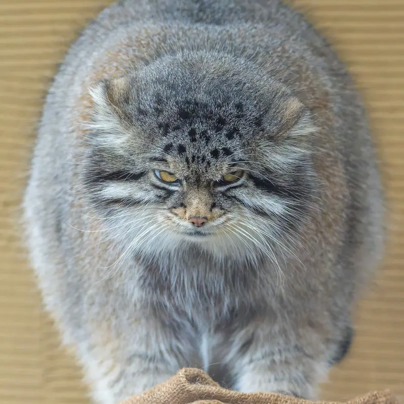 A photograph of Grusha in Asahiyama Zoo