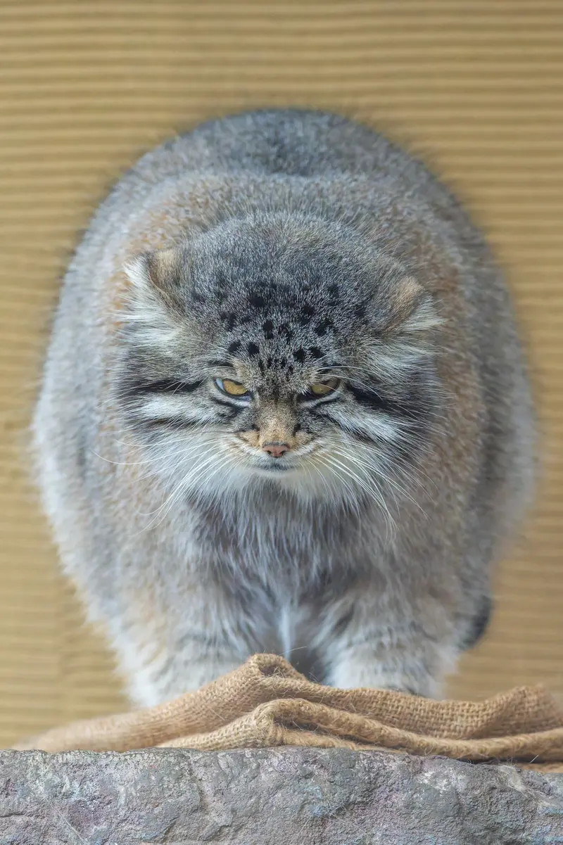 A photograph of Grusha in Asahiyama Zoo