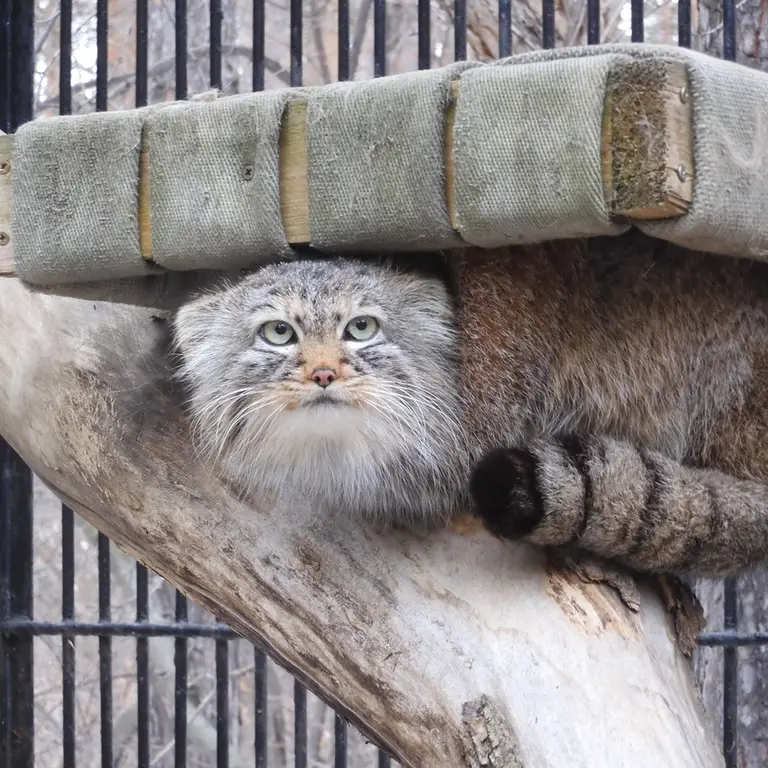 A photograph of Gabi in Novosibirsk Zoo