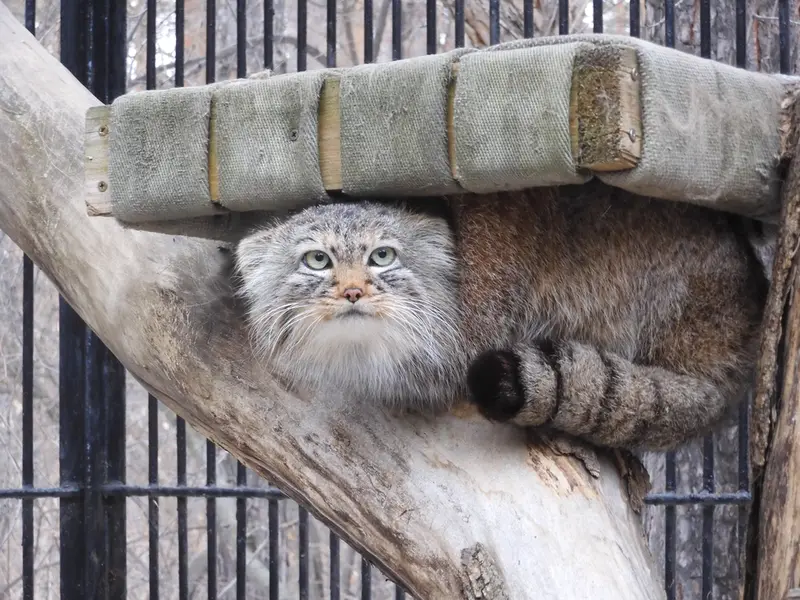 A photograph of Gabi in Novosibirsk Zoo