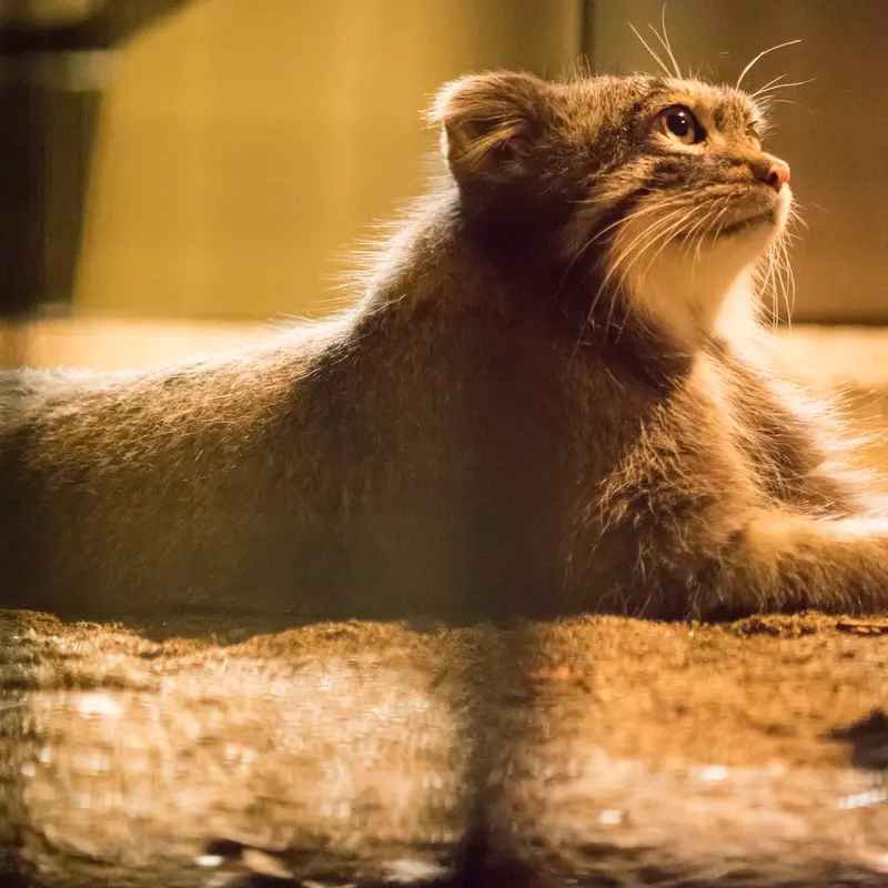 A photograph of Figa in Nogeyama Zoo