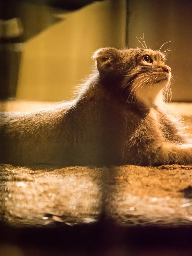 A photograph of Figa in Nogeyama Zoo