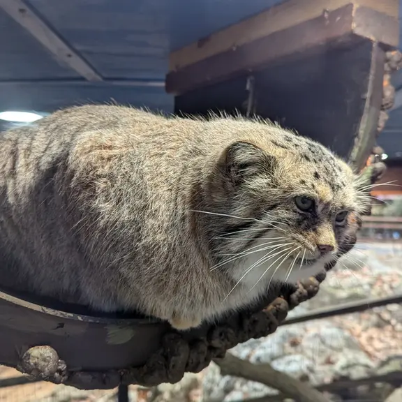 A photograph of Norbu in Mill Mountain Zoo