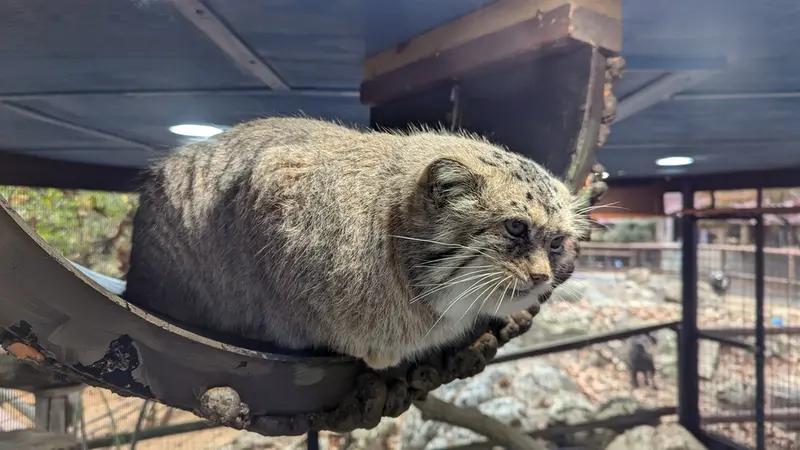 A photograph of Norbu in Mill Mountain Zoo