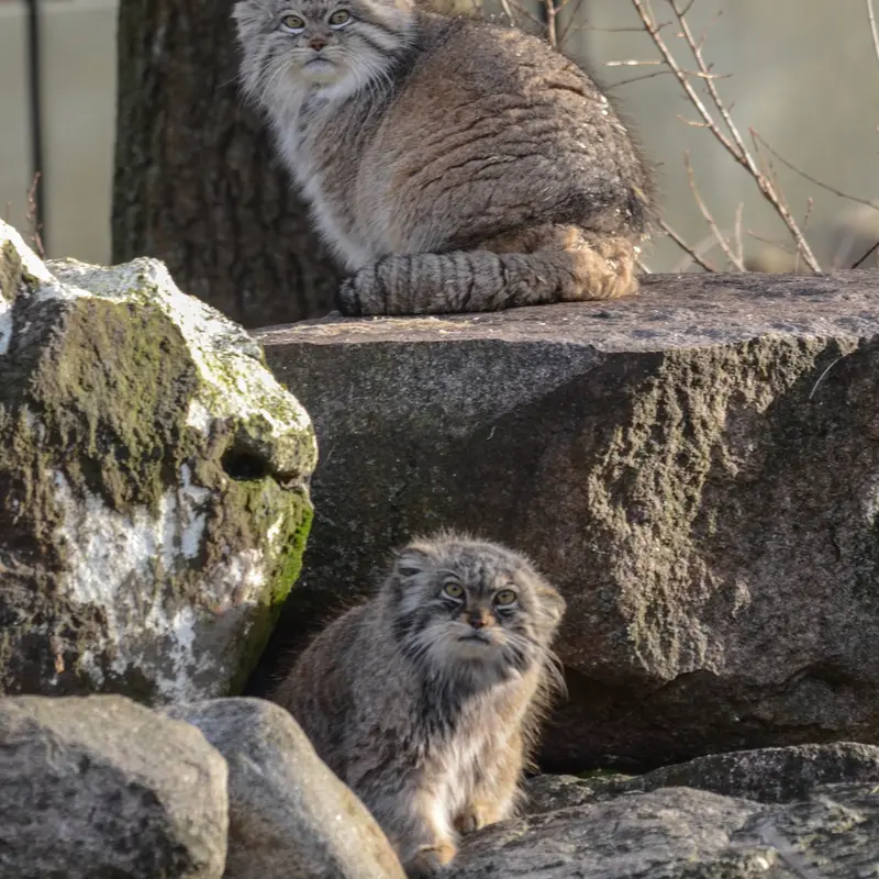 A photograph of Benny and Frida in Parken Zoo