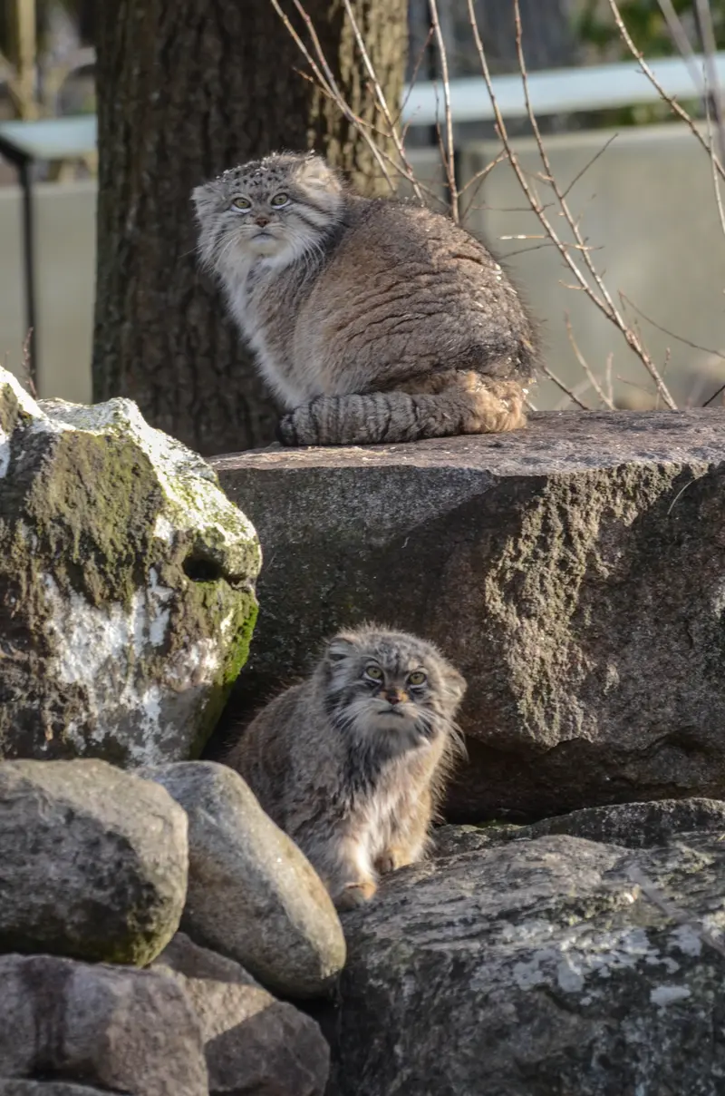 A photograph of Benny and Frida in Parken Zoo