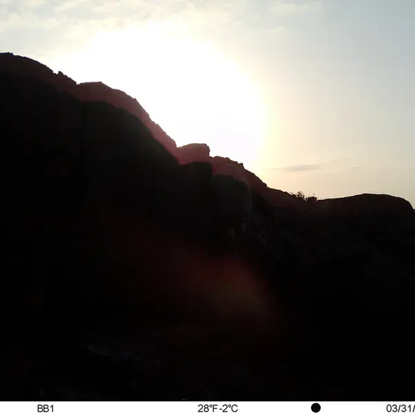A photograph of Otocolobus manul manul from Aktas-Kunkora [new] camera trap