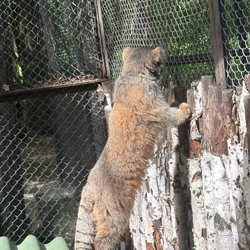 A photograph of George in Novosibirsk Zoo