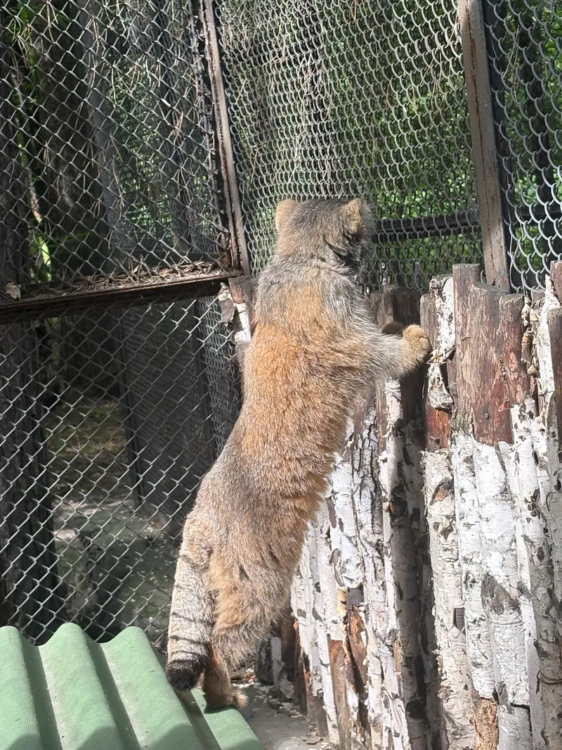 A photograph of George in Novosibirsk Zoo