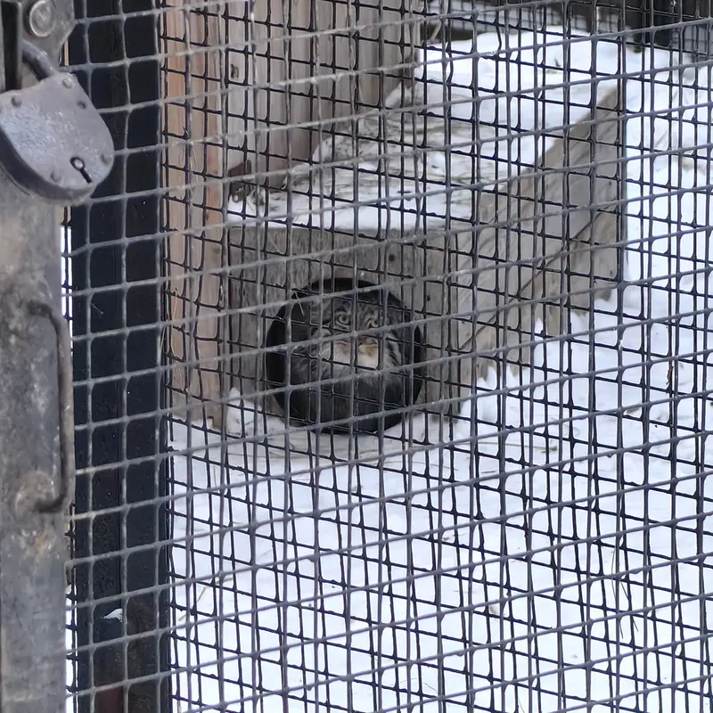 A photograph of Grey in Novosibirsk Zoo