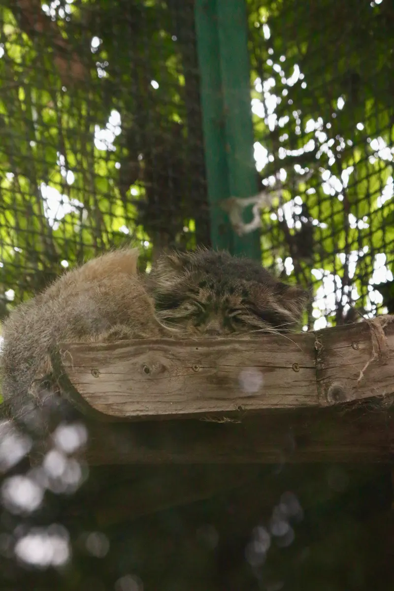 A photograph of Bohus in Budapest Zoo & Botanical Garden