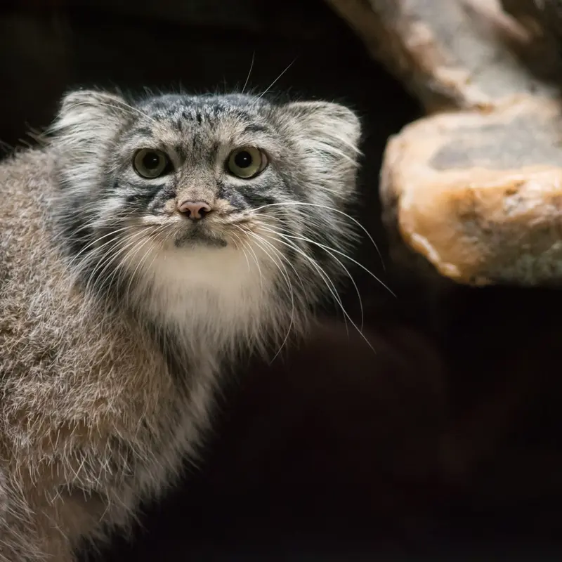 A photograph of Shafran in Ueno Zoological Gardens