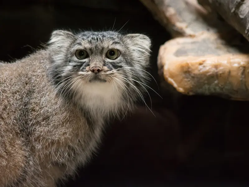 A photograph of Shafran in Ueno Zoological Gardens