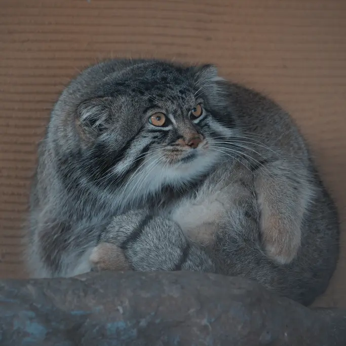 A photograph of Grusha in Asahiyama Zoo