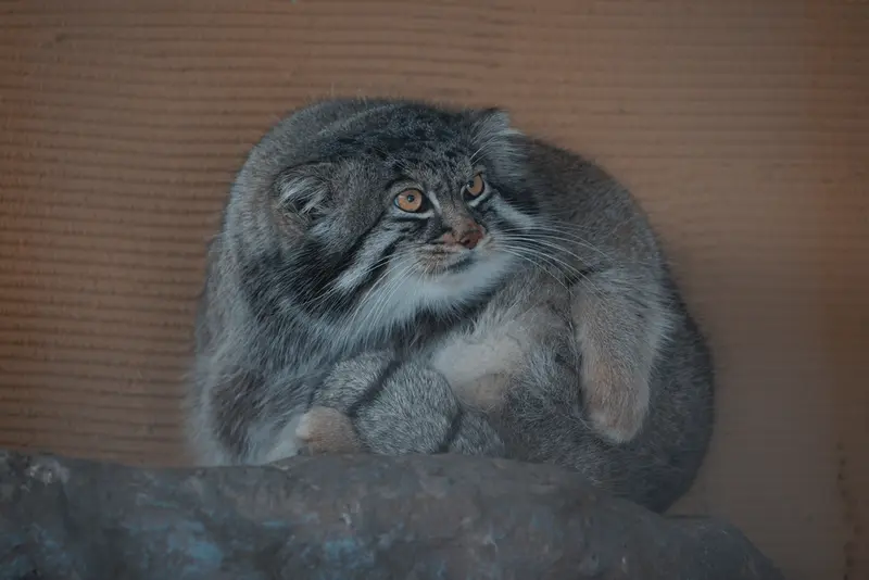 A photograph of Grusha in Asahiyama Zoo
