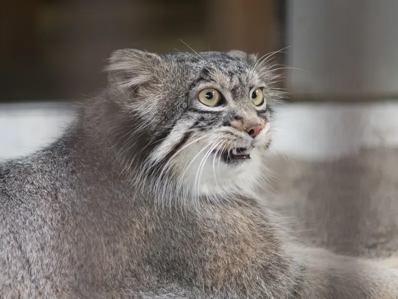 A photograph of Figa in Nogeyama Zoo
