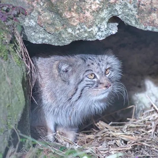 A photograph of Stubsi in Hellabrunn zoo