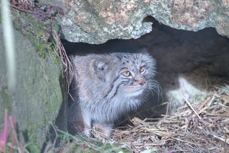 A photograph of Stubsi in Hellabrunn zoo