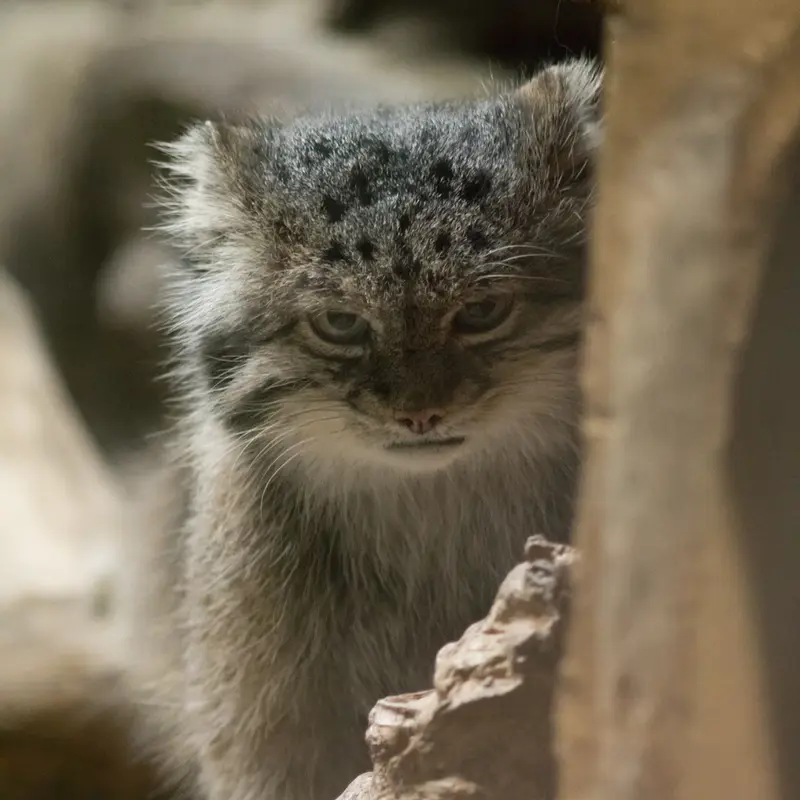 A photograph of Klyon in Ueno Zoological Gardens