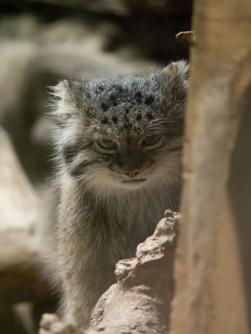 A photograph of Klyon in Ueno Zoological Gardens