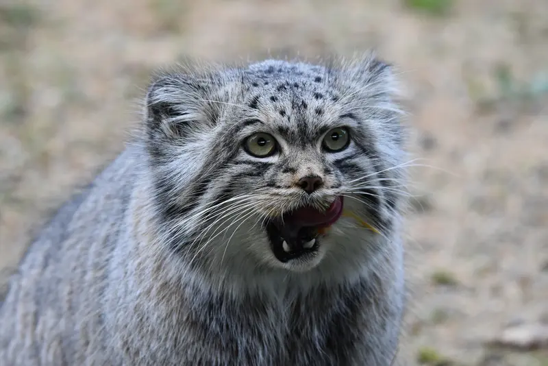 A photograph of Atlan in Port Lympne Wild Animal Park