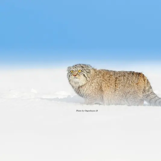 A photograph of a Pallas's cat
