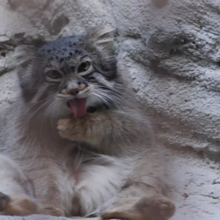 A photograph of Figa in Nogeyama Zoo