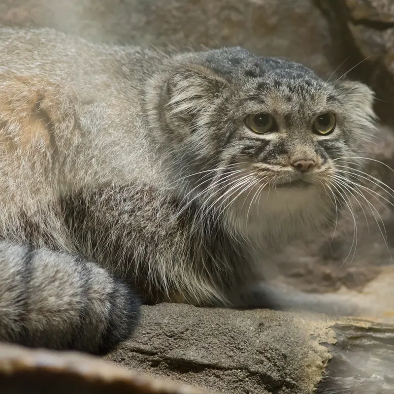 A photograph of Shafran in Ueno Zoological Gardens