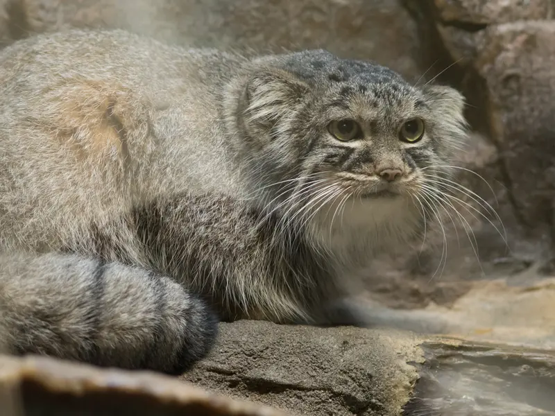 A photograph of Shafran in Ueno Zoological Gardens