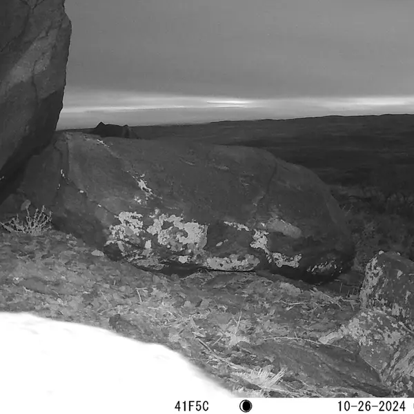 A photograph of Otocolobus manul manul from Koshkar camera trap