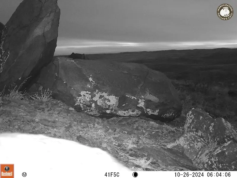 A photograph of Otocolobus manul manul from Koshkar camera trap