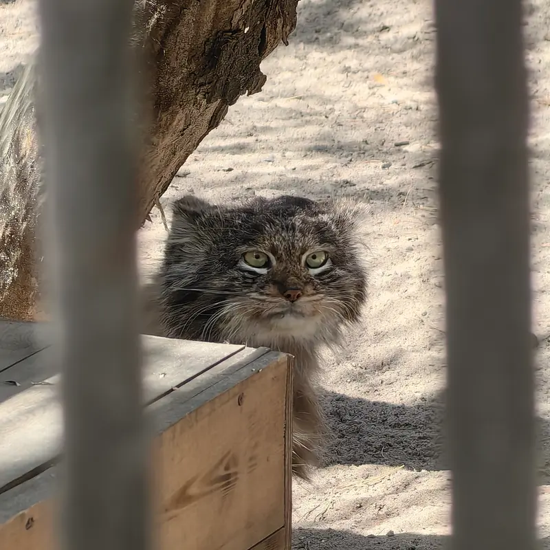 A photograph of Bandit in Novosibirsk Zoo